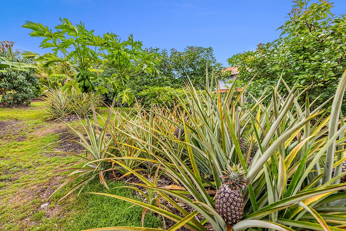 109 Mapuana Avenue Pahoa, HI 96778 - Photo 9 of 30 a view of a plant with a plant