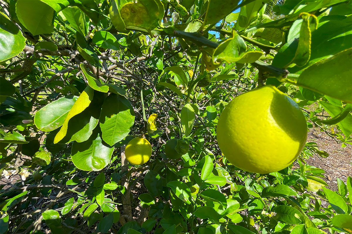 109 Mapuana Avenue Pahoa, HI 96778 - Photo 10 of 30 a view of a garden