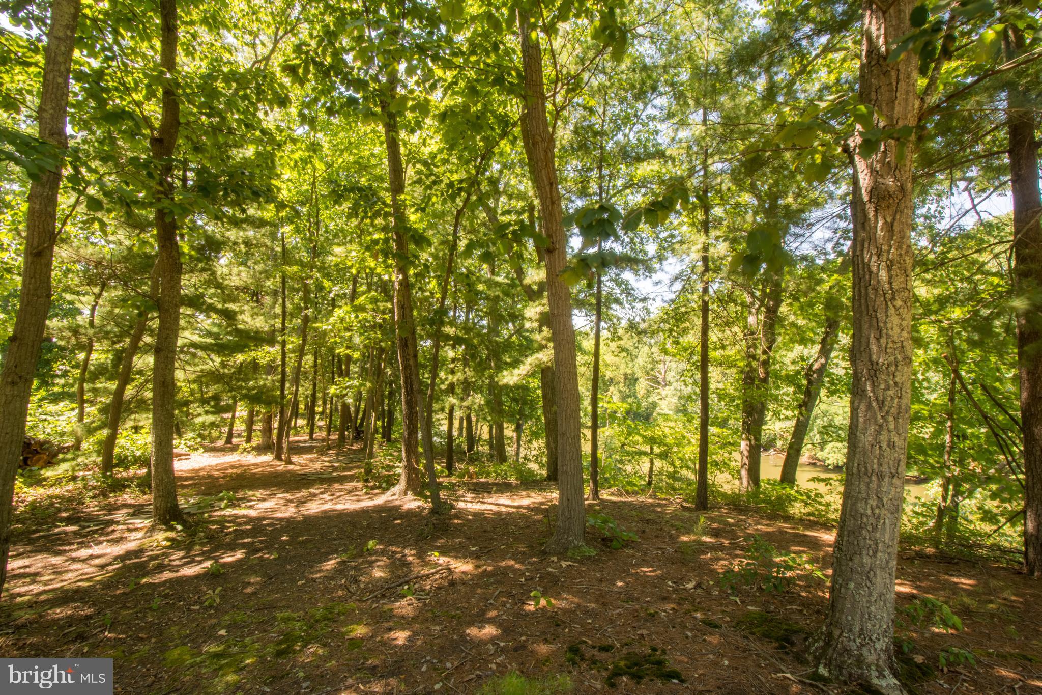 498 Ferry Point Road Annapolis, MD 21403 - Photo 78 of 102 Wooded Area Of Property By Water