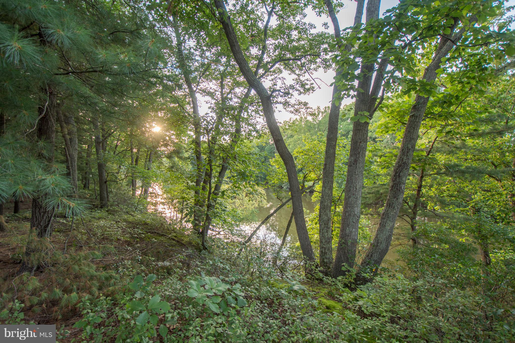 498 Ferry Point Road Annapolis, MD 21403 - Photo 85 of 102 Wooded Area Of Property By Water