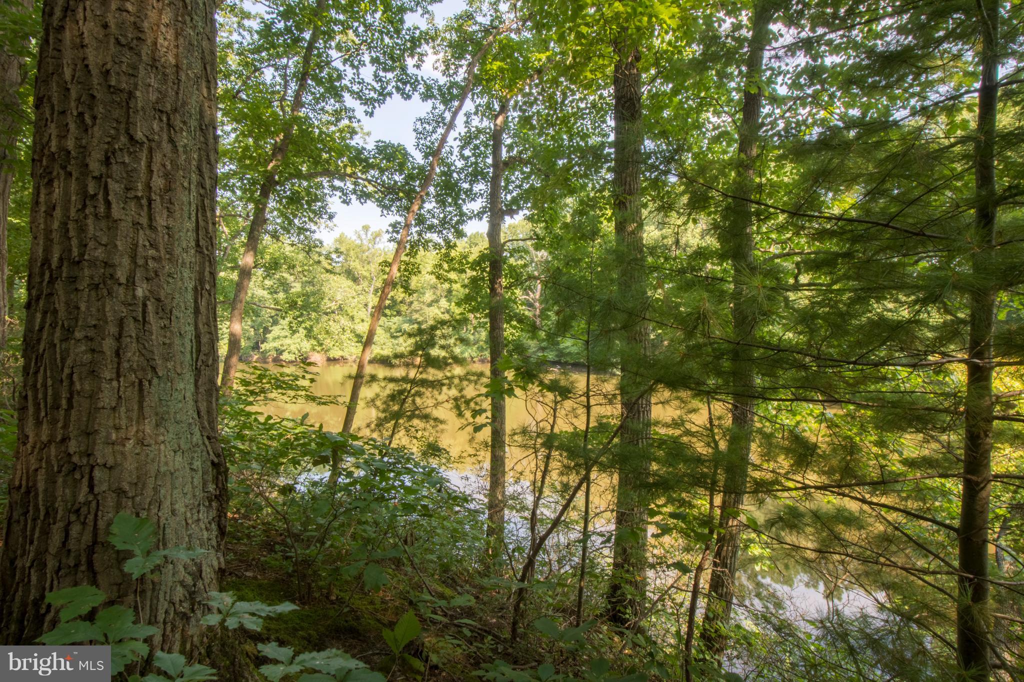 498 Ferry Point Road Annapolis, MD 21403 - Photo 87 of 102 Wooded Area Of Property By Water