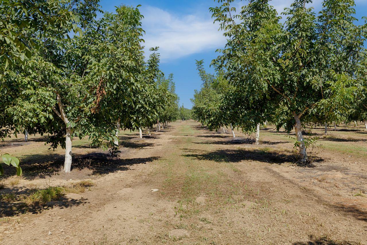 3302 Bear River Drive Rio Oso, CA 95674 - Photo 2 of 50 a view of a yard with a tree