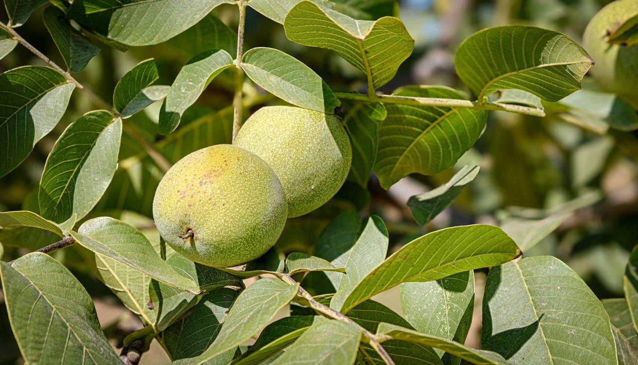 3302 Bear River Drive Rio Oso, CA 95674 - Photo 50 of 50 a view of a fan