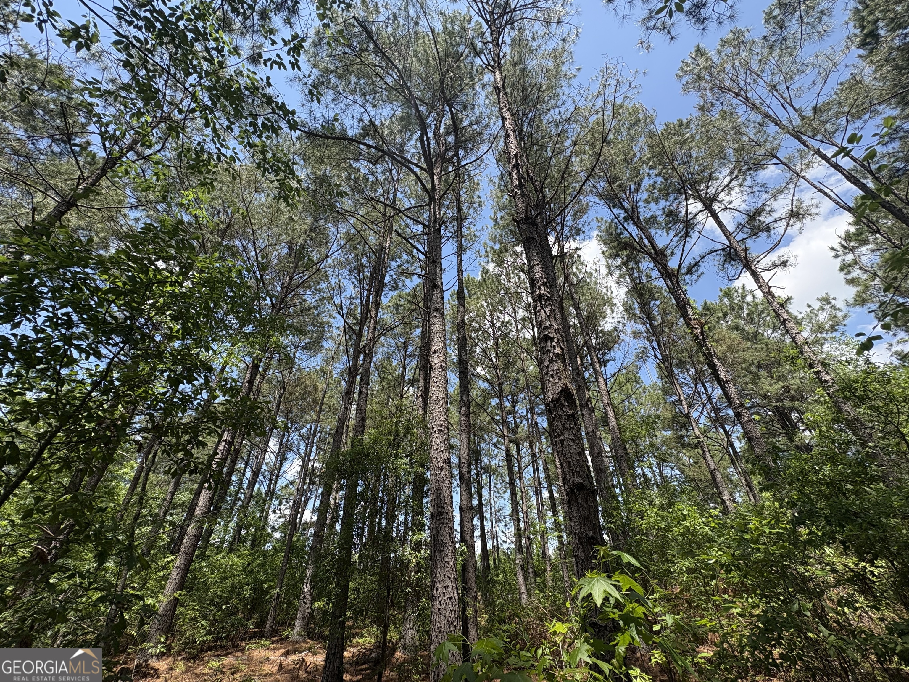 850 Buttermilk Road Sylvania, GA 30467 - Photo 5 of 11 a view of forest