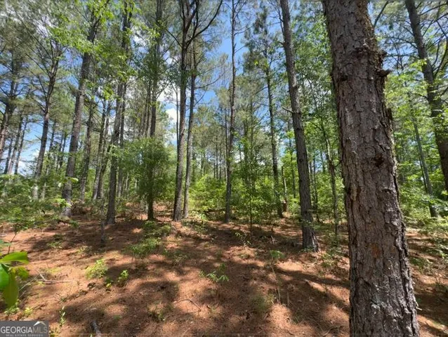 a view of a yard with plants and large trees