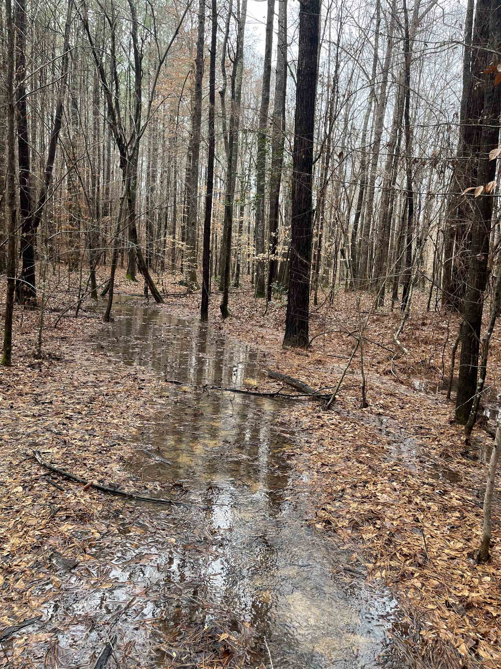 0 Cr 324 Road West Iuka, MS 38852 - Photo 10 of 10 View of nature
