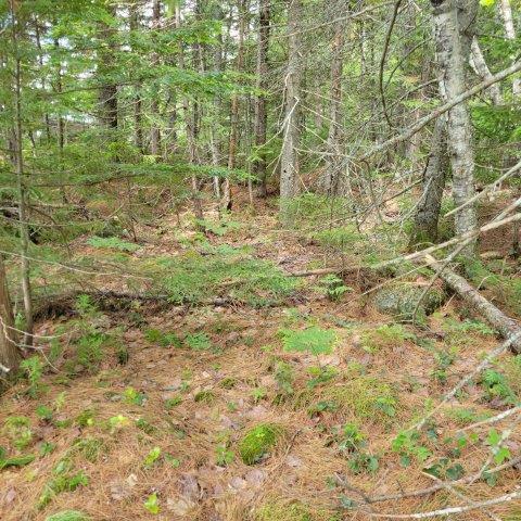 T4 Wadleigh Pond Road Millinocket, ME 04462 - Photo 29 of 38 Woods