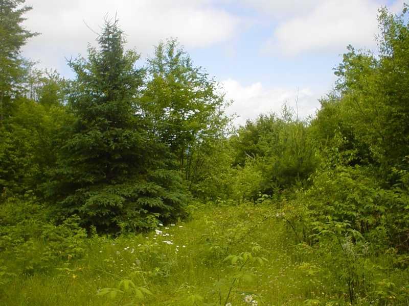 48 Weld Road Phillips, ME 04966 - Photo 5 of 8 Land/Lot.