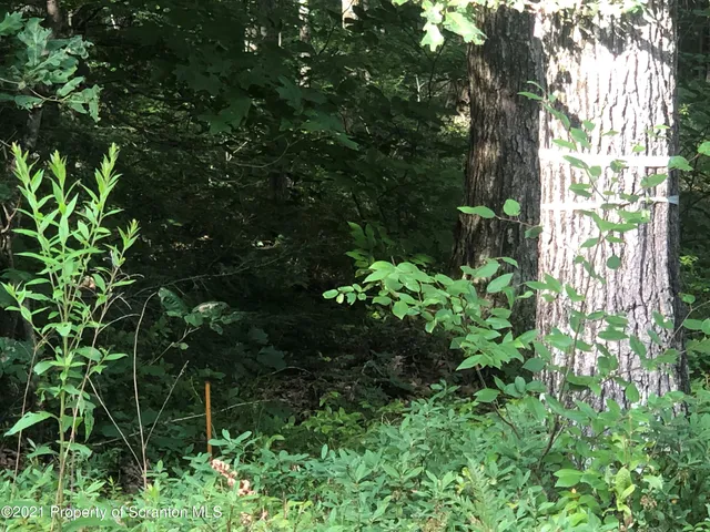 a plant that is in a garden