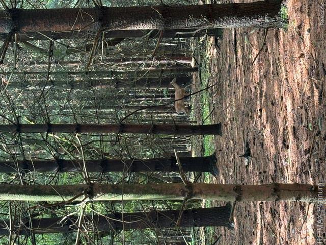 2 Dauner Road Fenton, MI 48430 - Photo 8 of 16 Surrounded by wildlife
