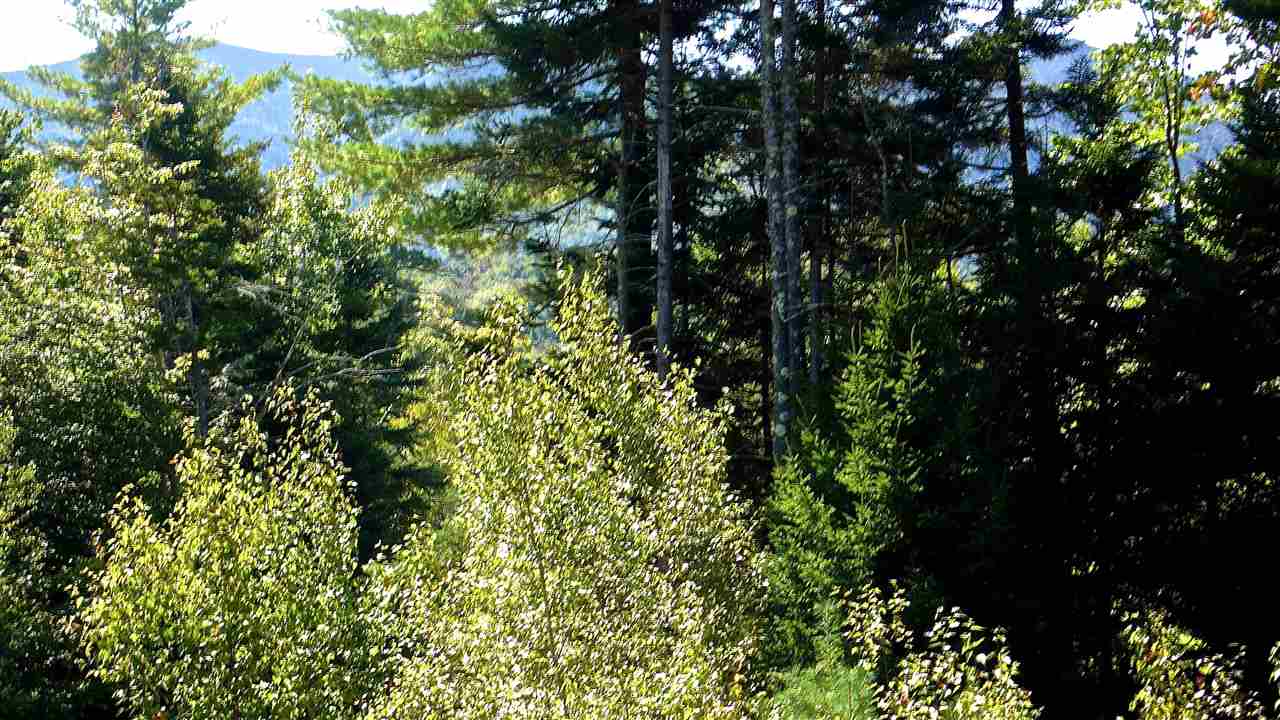 5 Golden Heights Road, Unit 36 1 Waterville Valley, NH 03215 - Photo 5 of 28