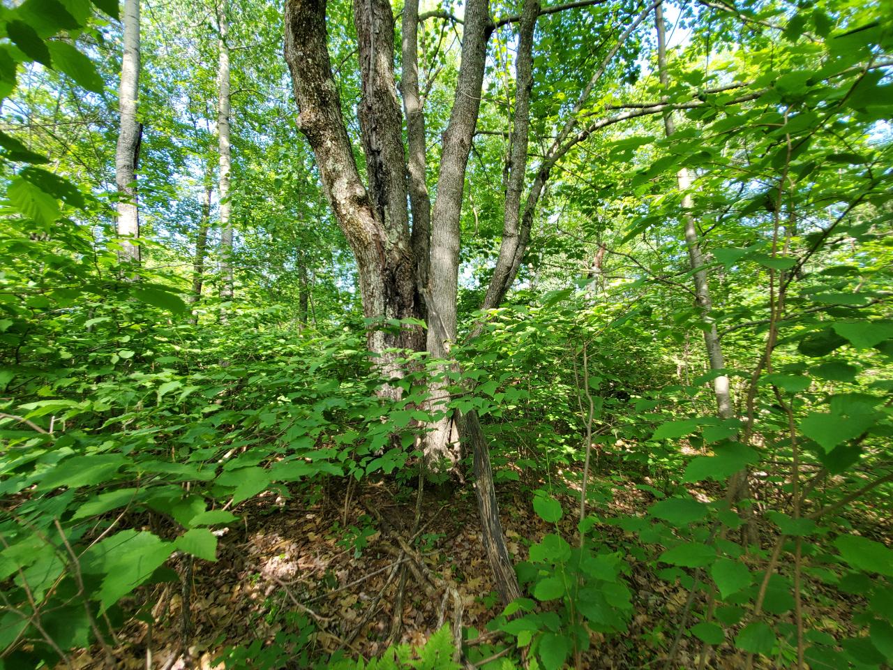 Parcel B Parcel B Cth K Crescent Rhinelander, WI 54501 - Photo 24 of 37 Gallery Image 24