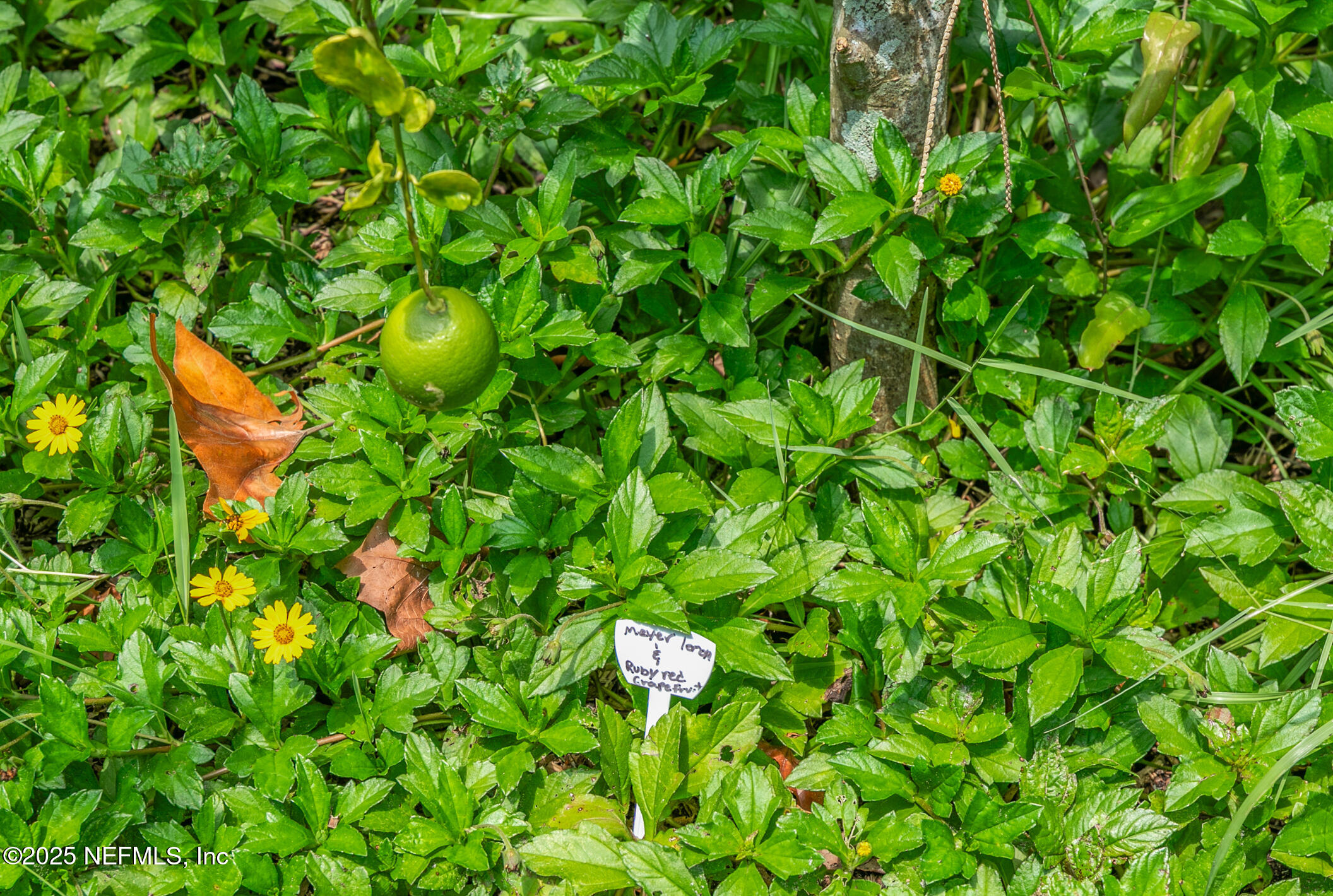 111 Palmer Street St. Augustine, FL 32084 - Photo 56 of 59 051-111PalmerStreet-StAugustine-FL-32084