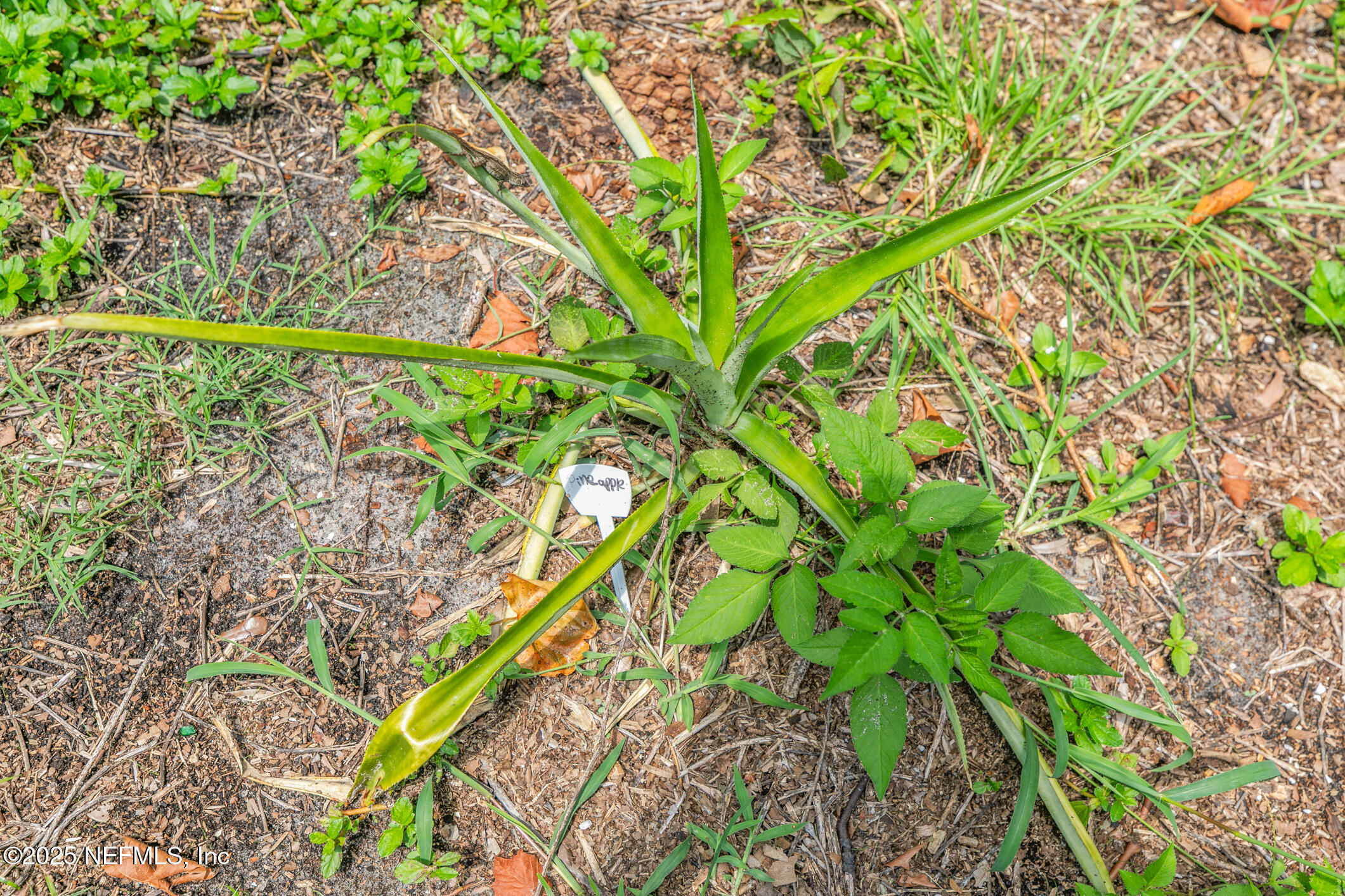 111 Palmer Street St. Augustine, FL 32084 - Photo 57 of 59