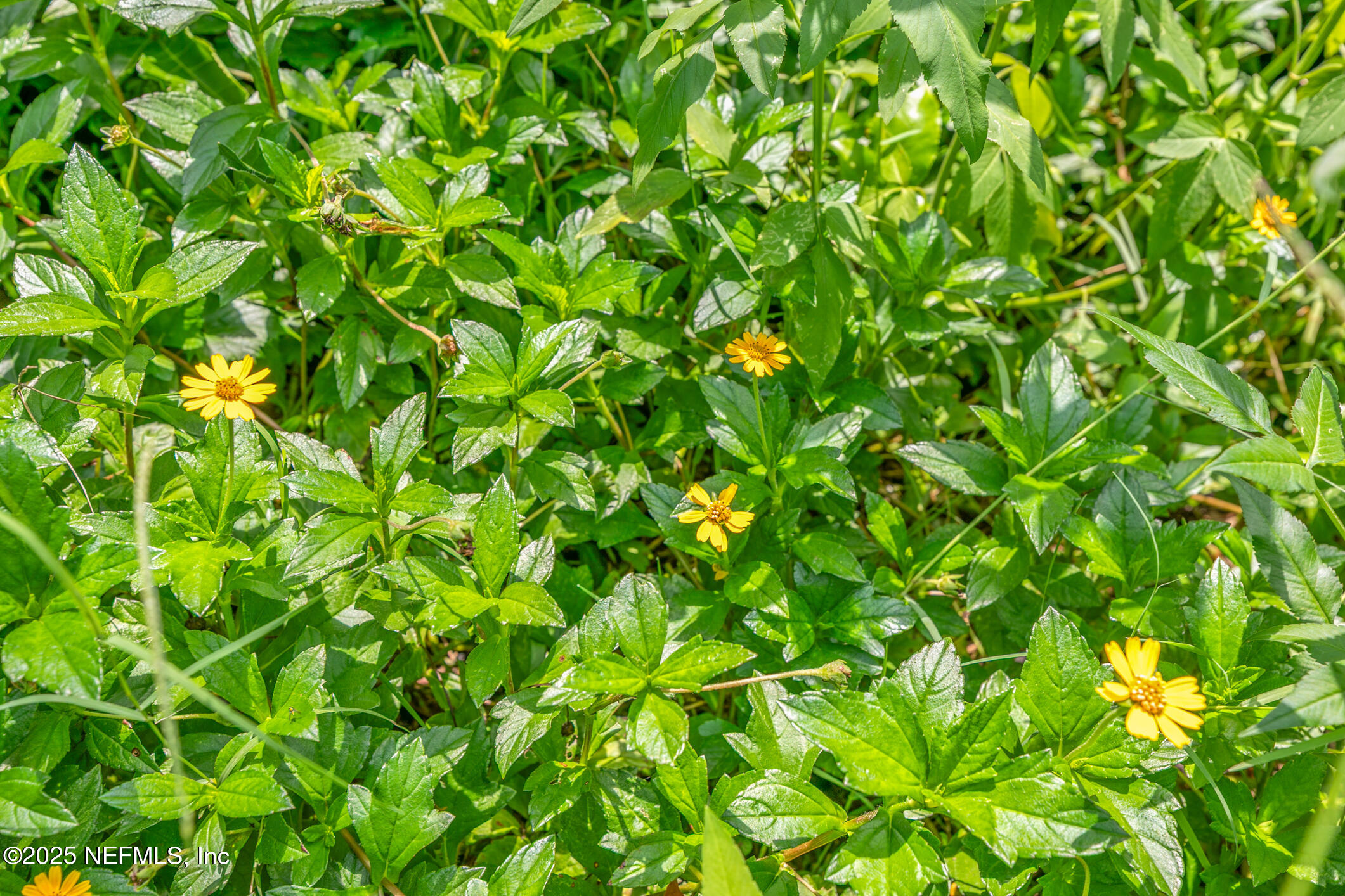 111 Palmer Street St. Augustine, FL 32084 - Photo 59 of 59 044-111PalmerStreet-StAugustine-FL-32084