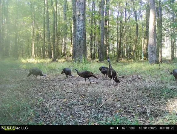 $295,000 | 0 Highway 469 North, Harrisville, MS 39082