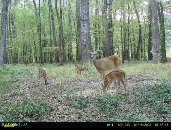 $295,000 | 0 Highway 469 North, Harrisville, MS 39082