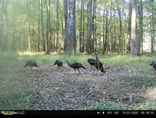 $385,000 | 0 Highway 469 North, Harrisville, MS 39082