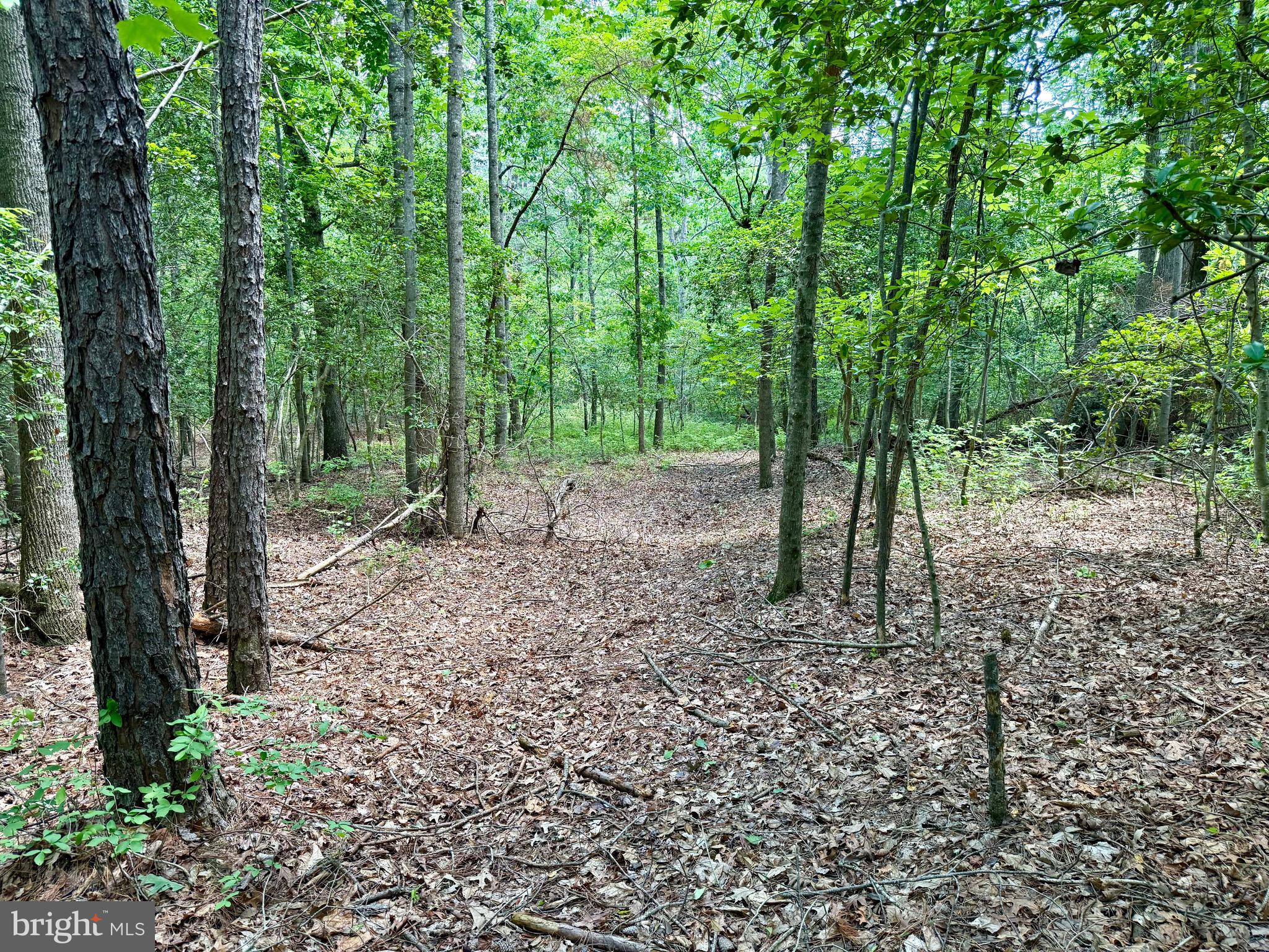 0 Benson Road Lincoln, DE 19960 - Photo 11 of 16 a view of a forest with trees in the background