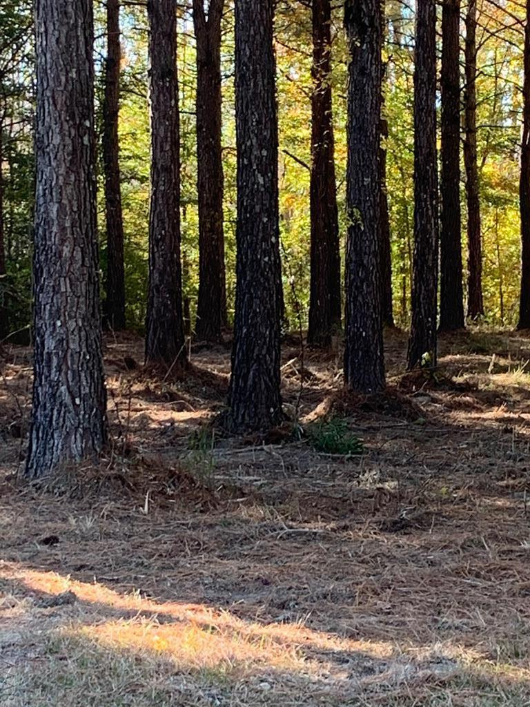 242 Plumtree Circle Edenton, NC 27932 - Photo 12 of 13