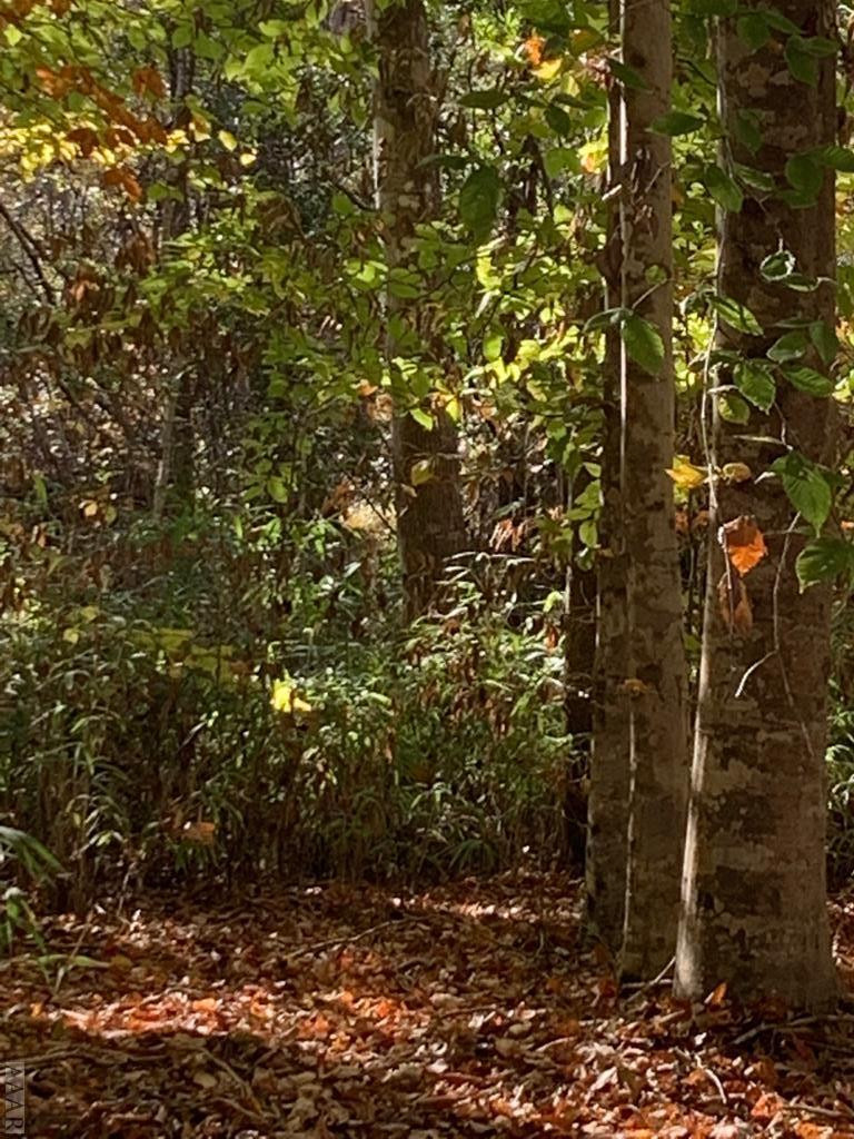 242 Plumtree Circle Edenton, NC 27932 - Photo 4 of 13