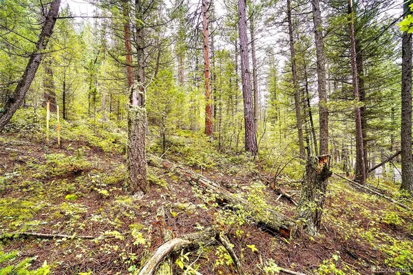a view of a yard with large trees