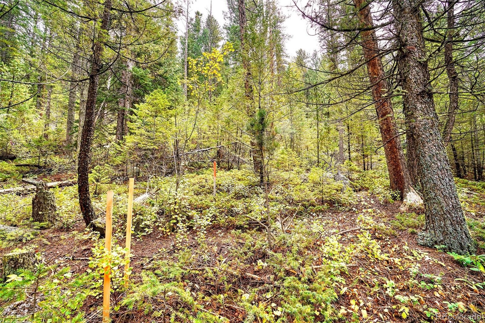 10862-10872 Twin Spruce Road Golden, CO 80403 - Photo 2 of 15 a view of a yard with large trees