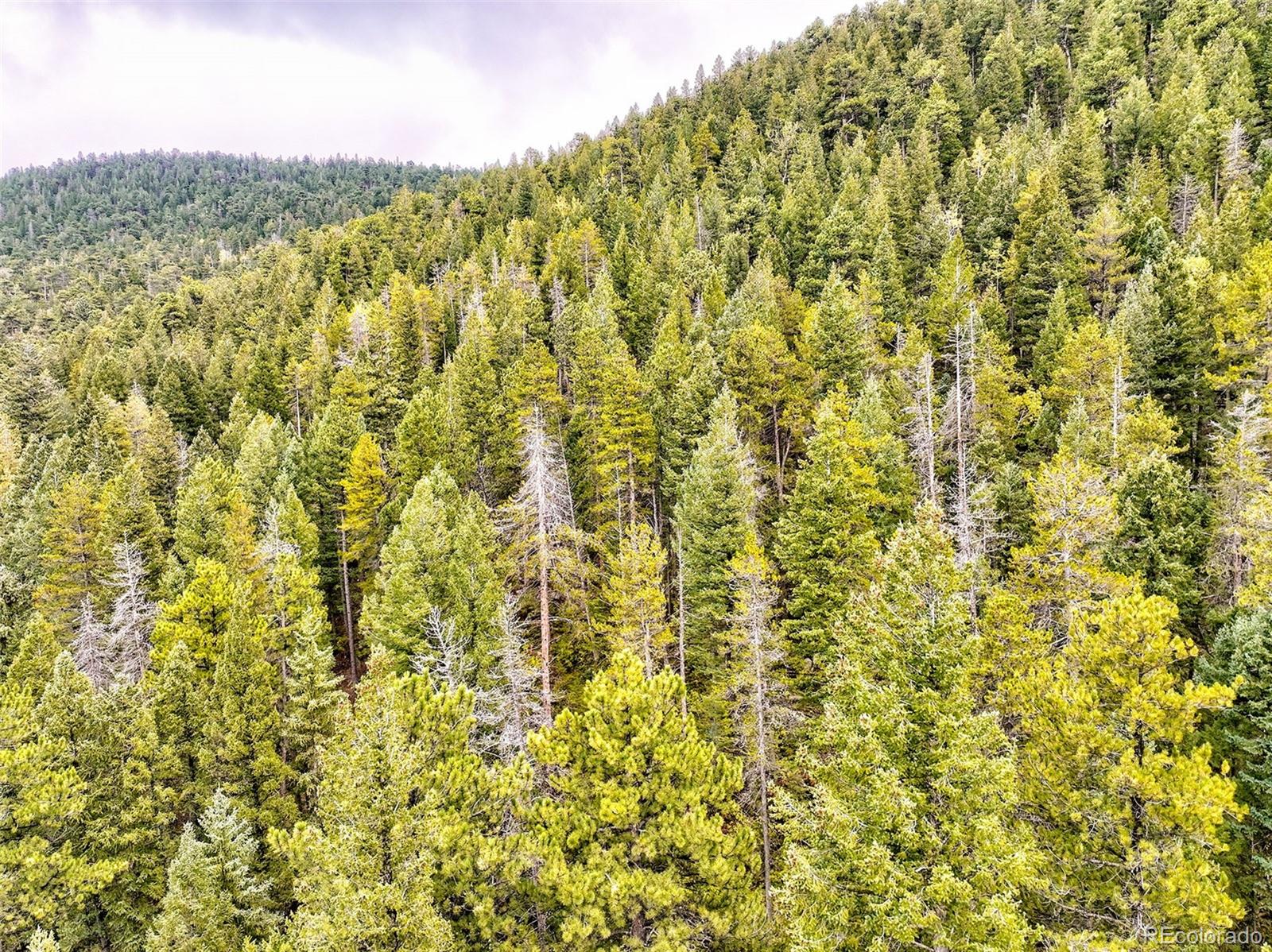 10862-10872 Twin Spruce Road Golden, CO 80403 - Photo 5 of 15