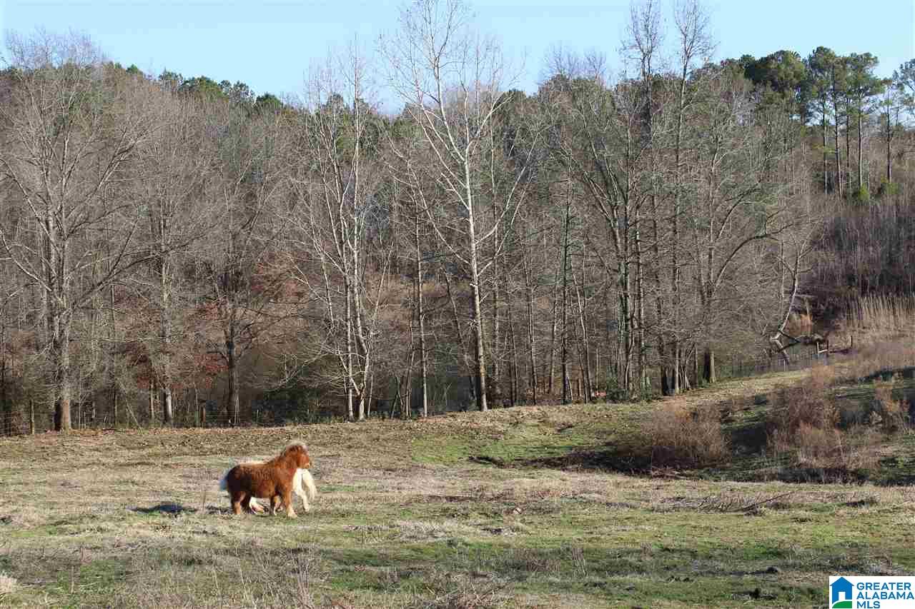 3601 Brookside Road Brilliant, AL 35548 - Photo 15 of 33