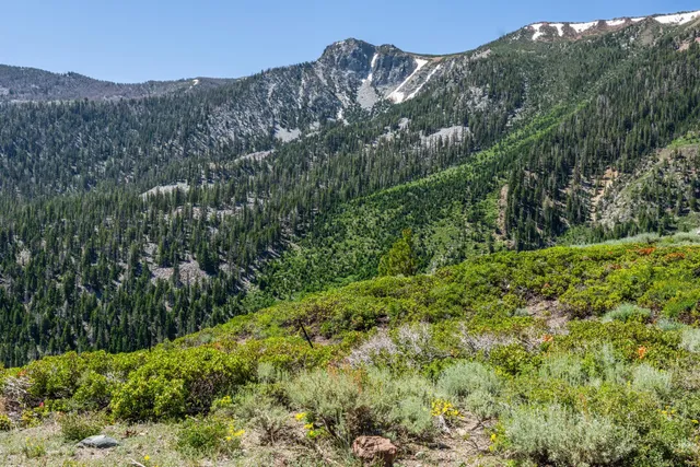 a view of a lush green hillside and a mountain
