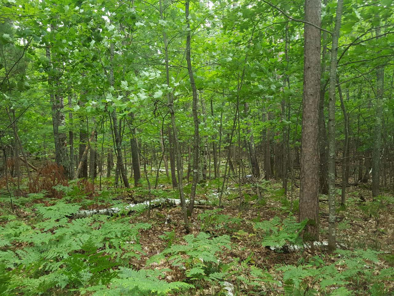 On Birch Road Land O'Lakes, WI 54540 - Photo 15 of 20 Gallery Image 15