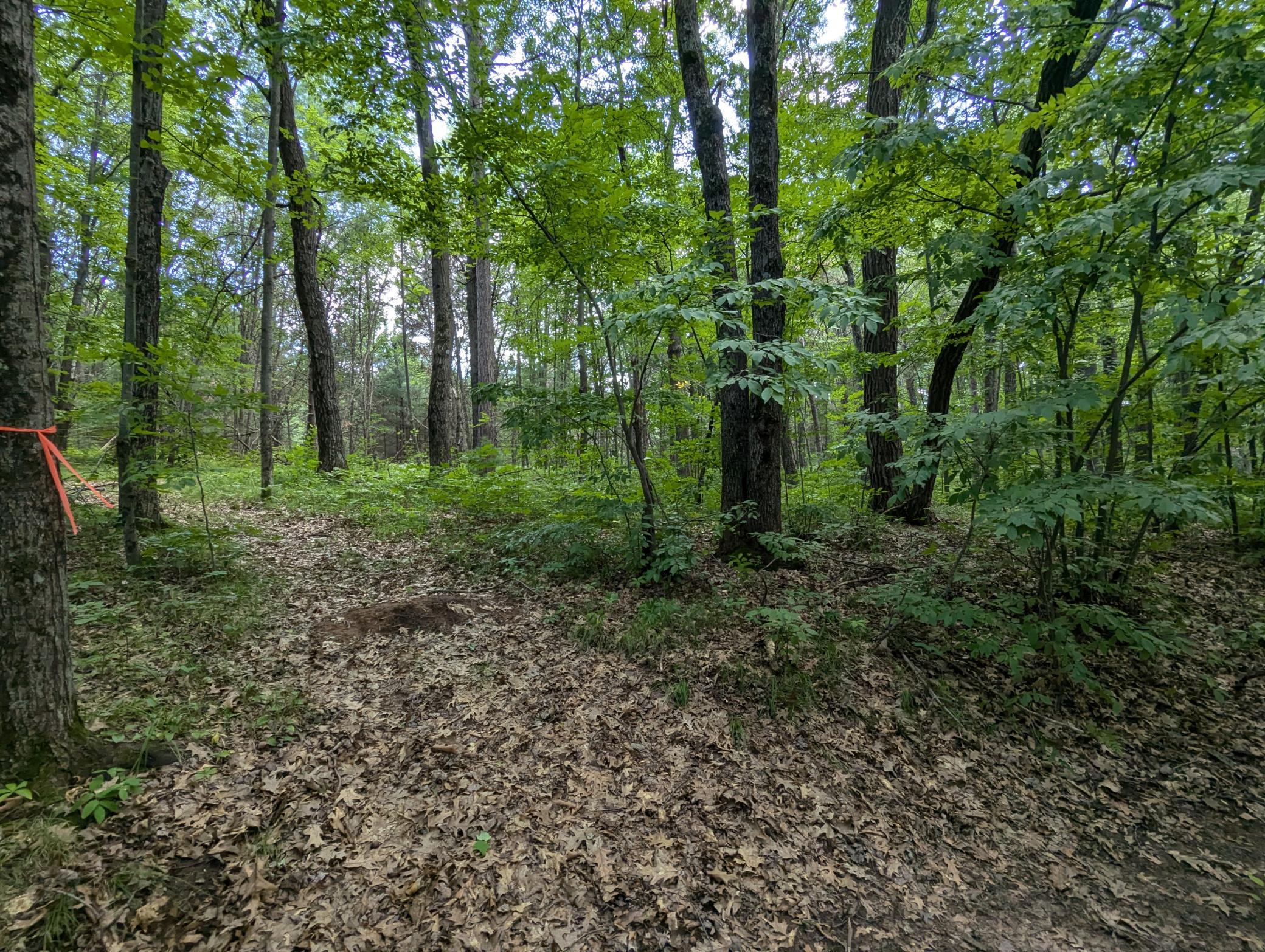 Lot 5 Fosmo Webster, WI 54893 - Photo 2 of 16 Gallery Image 2