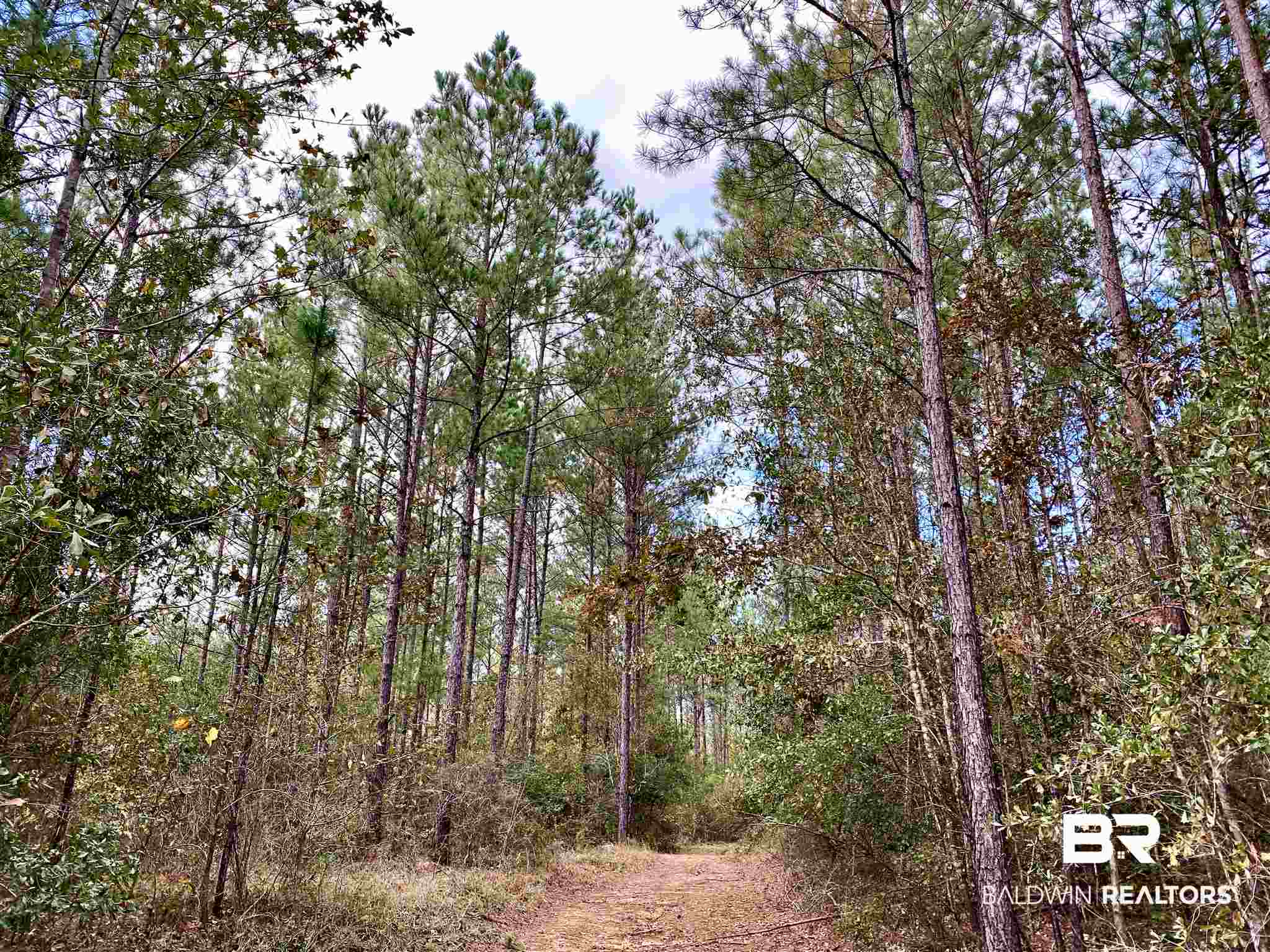 0 Whitetail Run Chatom, AL 36518 - Photo 6 of 29