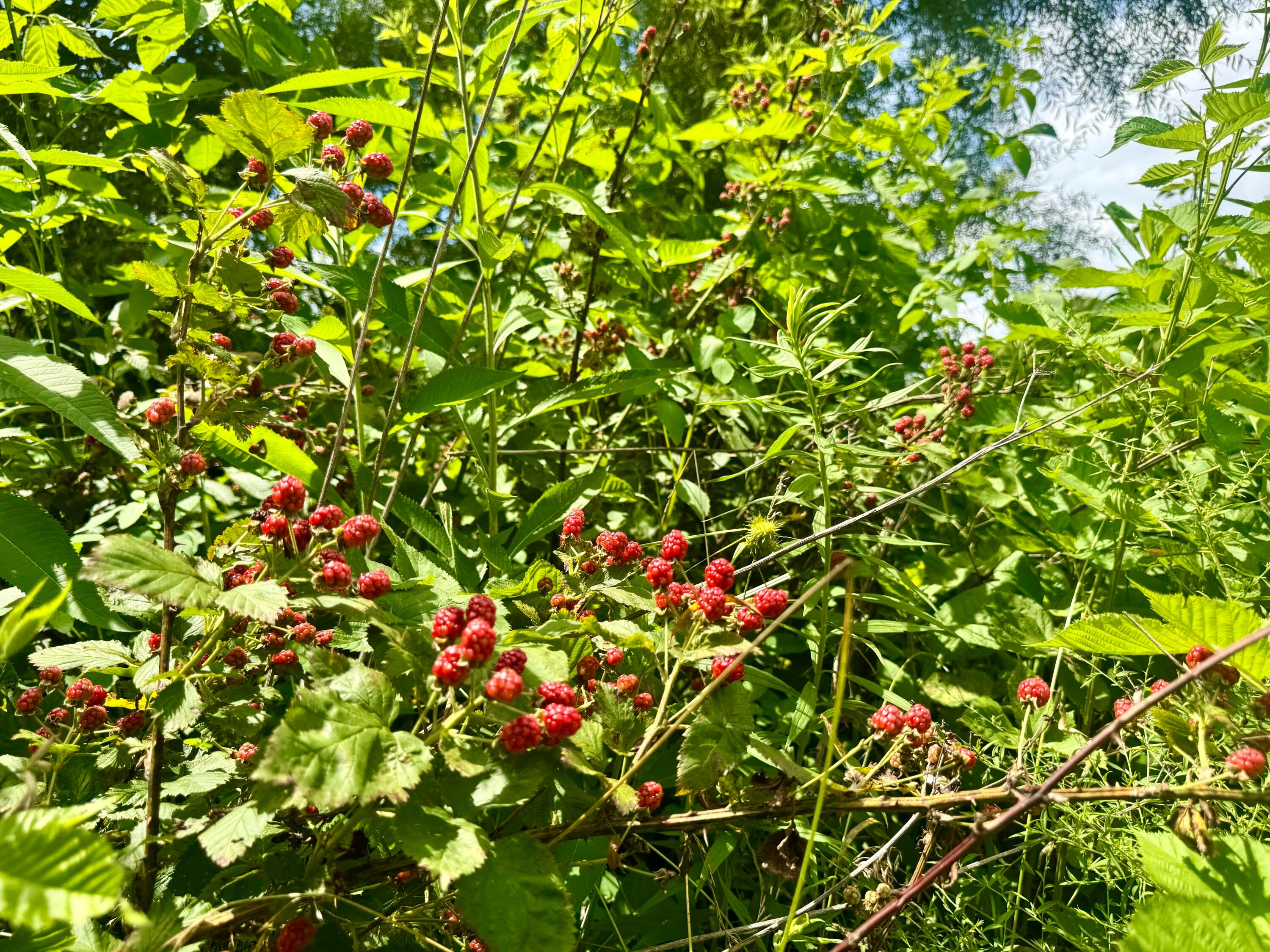 0 Indian Hills Road Mount Vernon, OH 43050 - Photo 17 of 21 Black raspberries along the edge.
