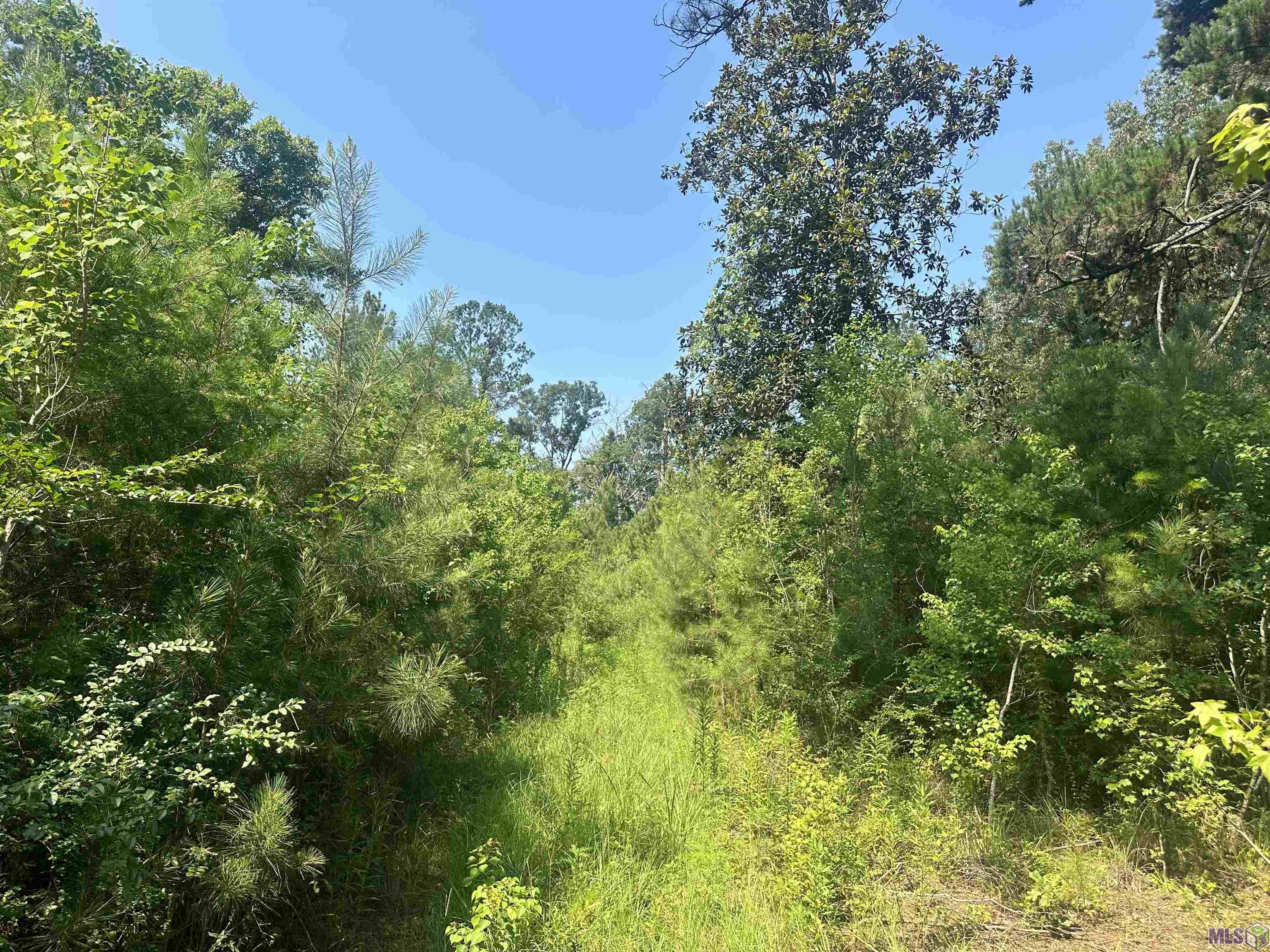 1036 Highway 1036 Holden, LA 70744 - Photo 10 of 39 Gallery Image 10