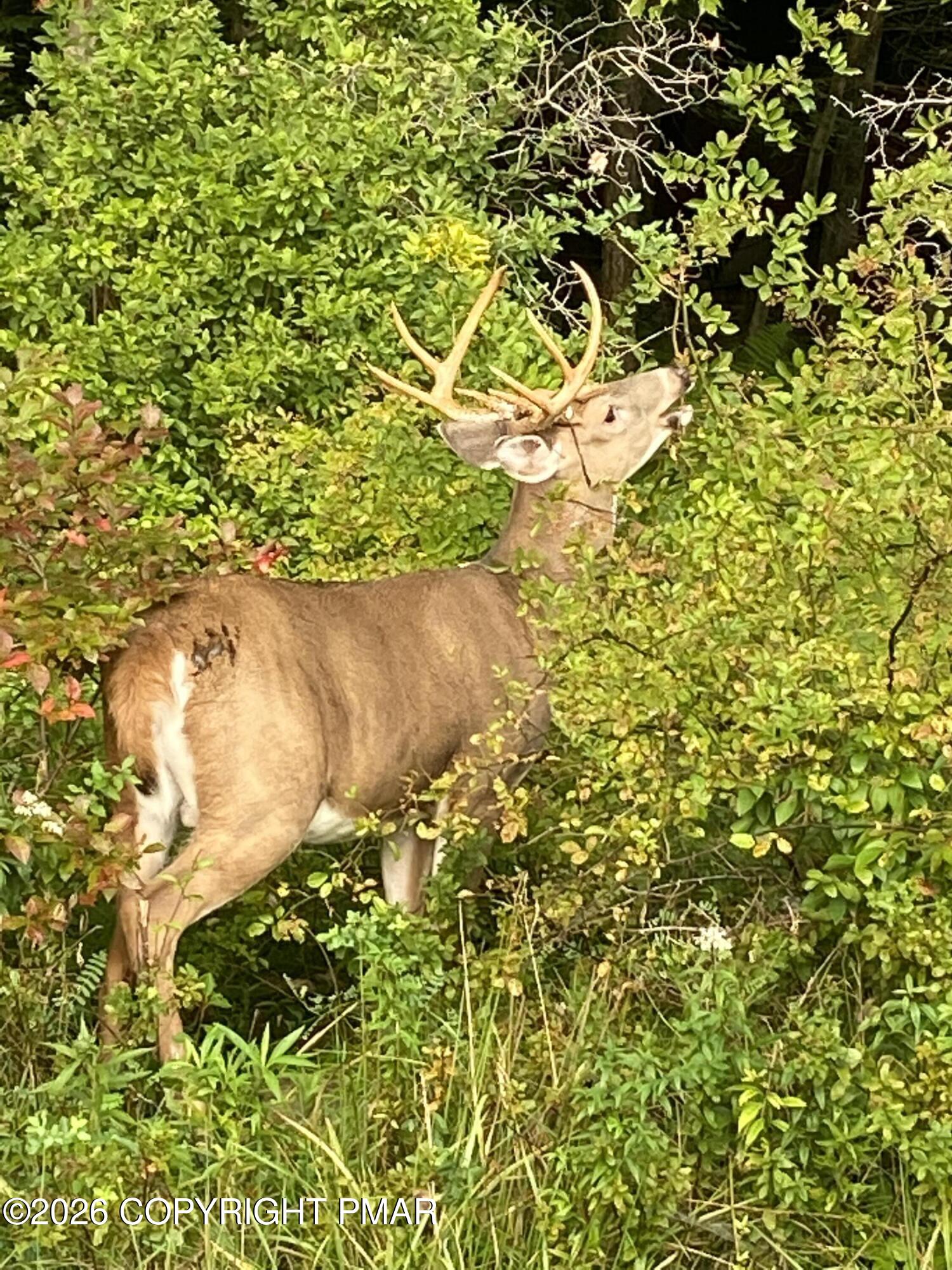 136 Michigana Drive Pocono Lake, PA 18347 - Photo 33 of 39 Arrowhead Buck