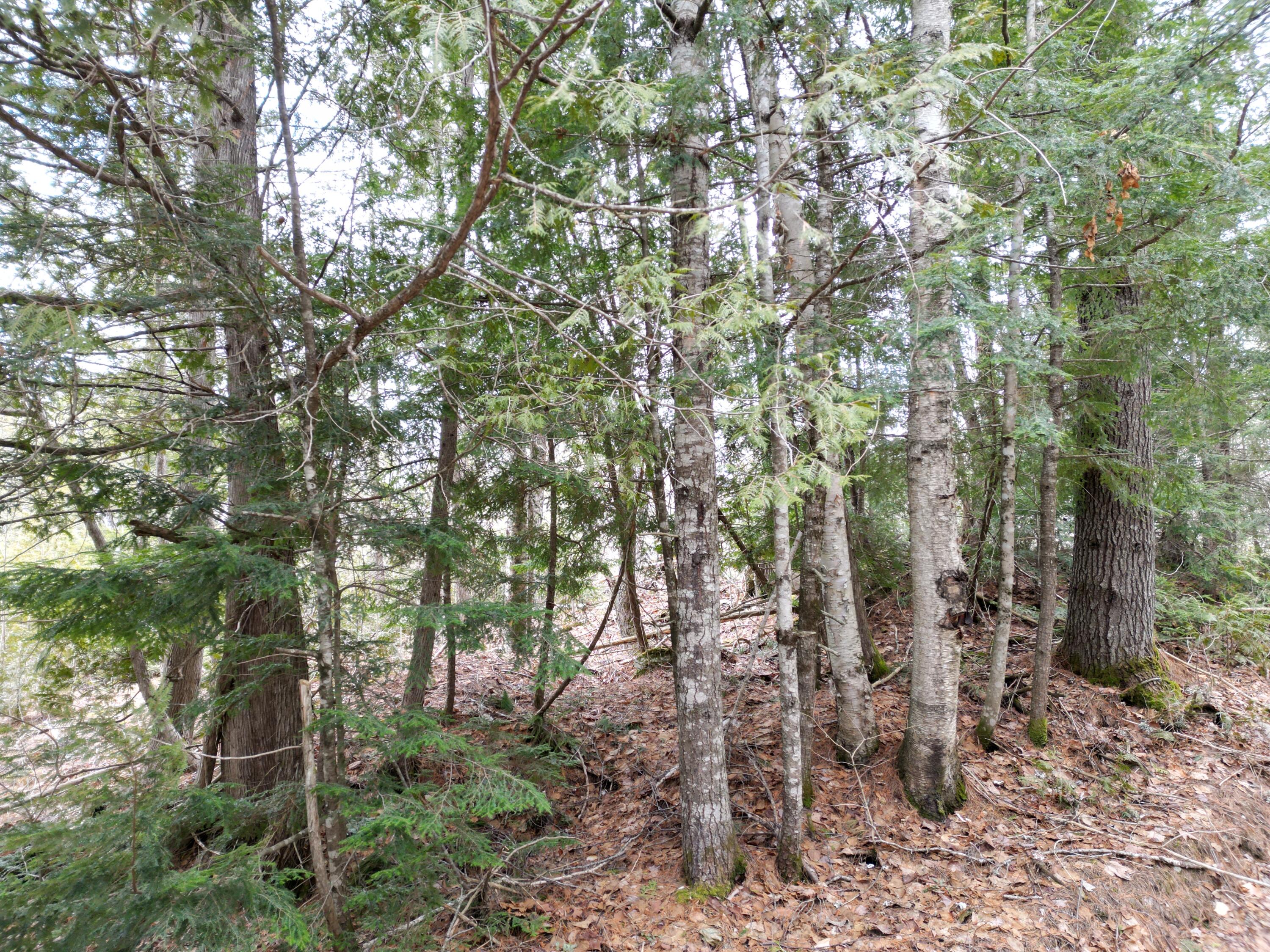 Lot 32 Weir Pond Road Lee, ME 04455 - Photo 8 of 14 DJI_0953
