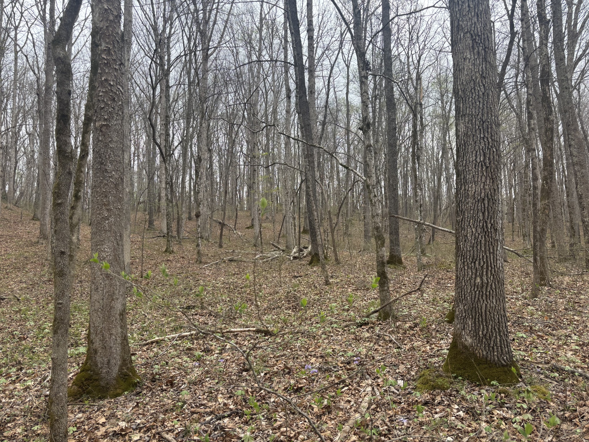 0 Crow Cut Road Fairview, TN 37062 - Photo 24 of 31