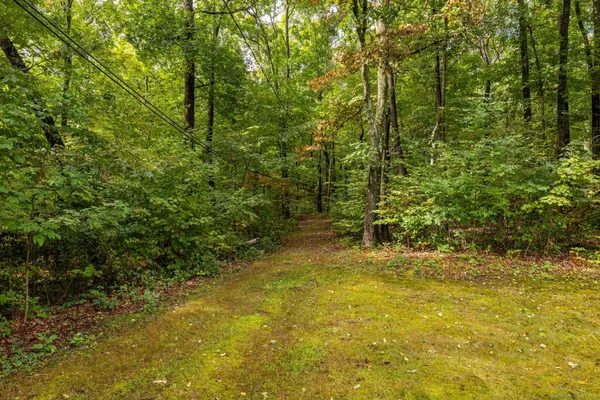 a view of a yard with trees