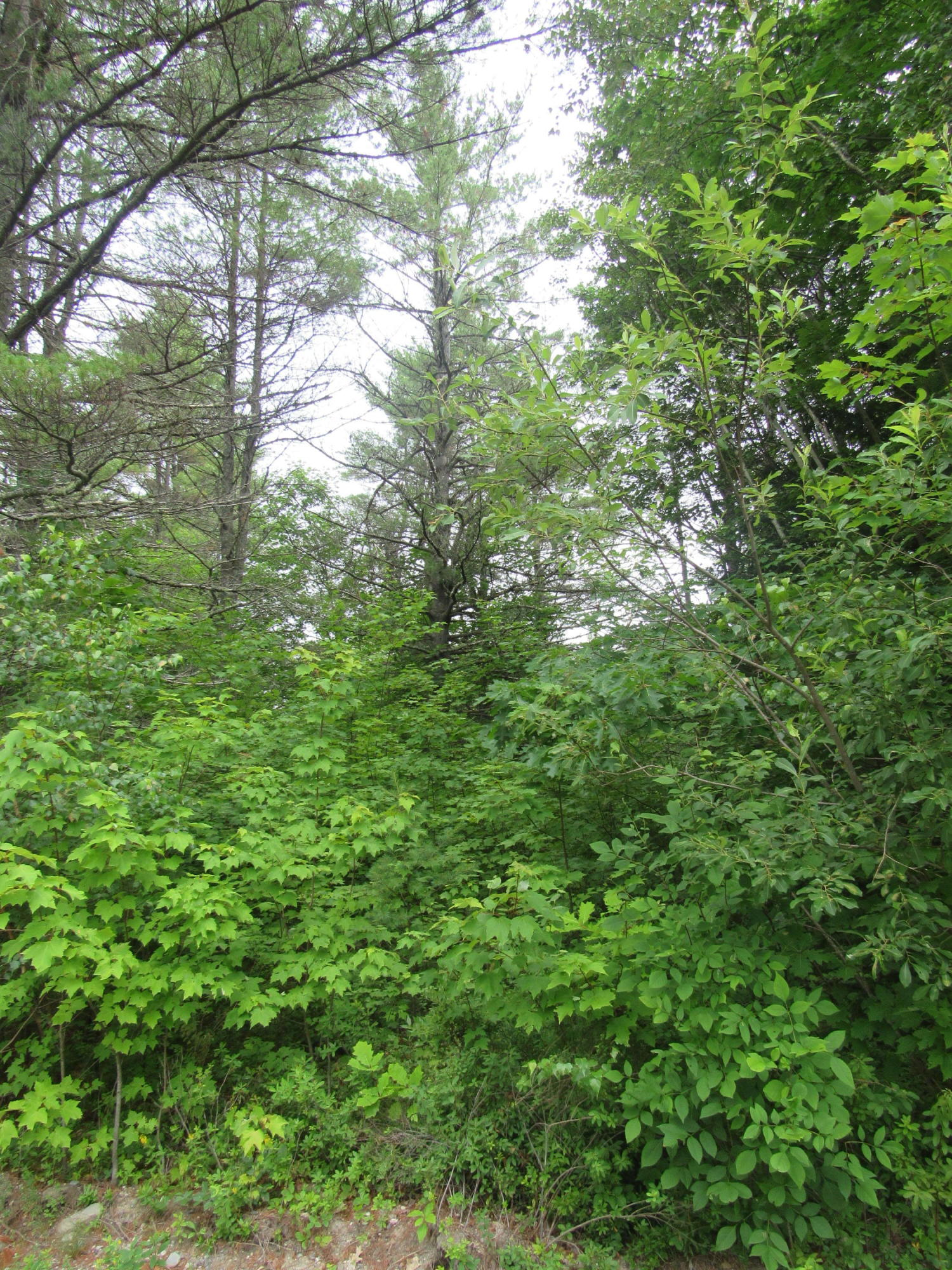 M6-l54 Bombazee Road Norridgewock, ME 04957 - Photo 7 of 11 IMG_4061