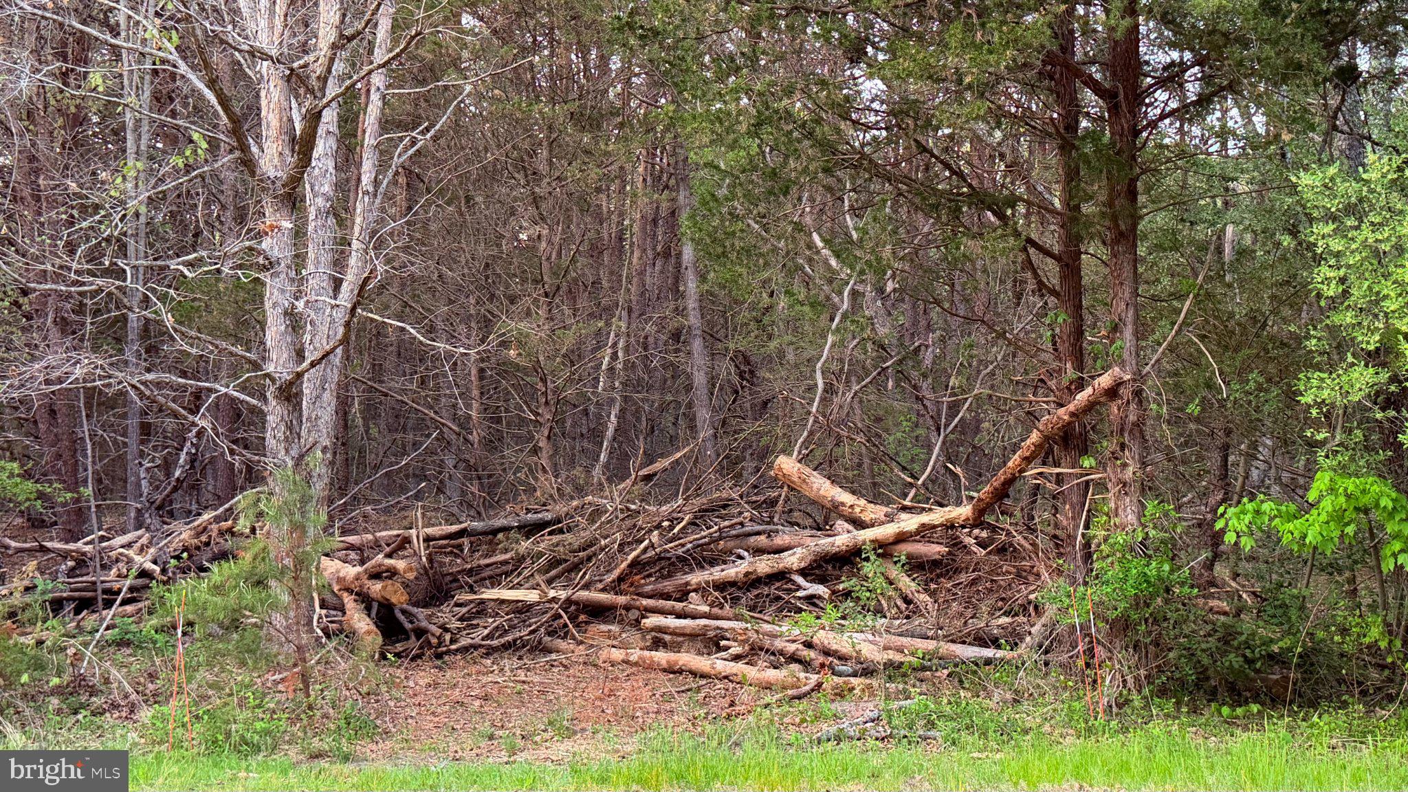 0 West Factory Road Cedarville, NJ 08311 - Photo 12 of 15 Nature's Tangle: A Woodland Scene