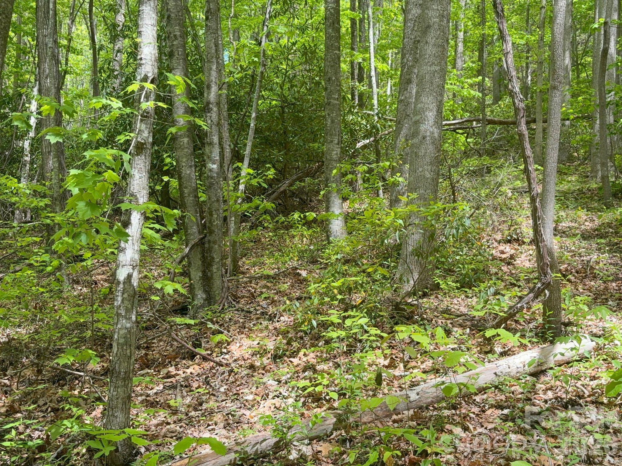 999999 Harwood Road, Unit 2 Barnardsville, NC 28709 - Photo 11 of 20 a view of a garden