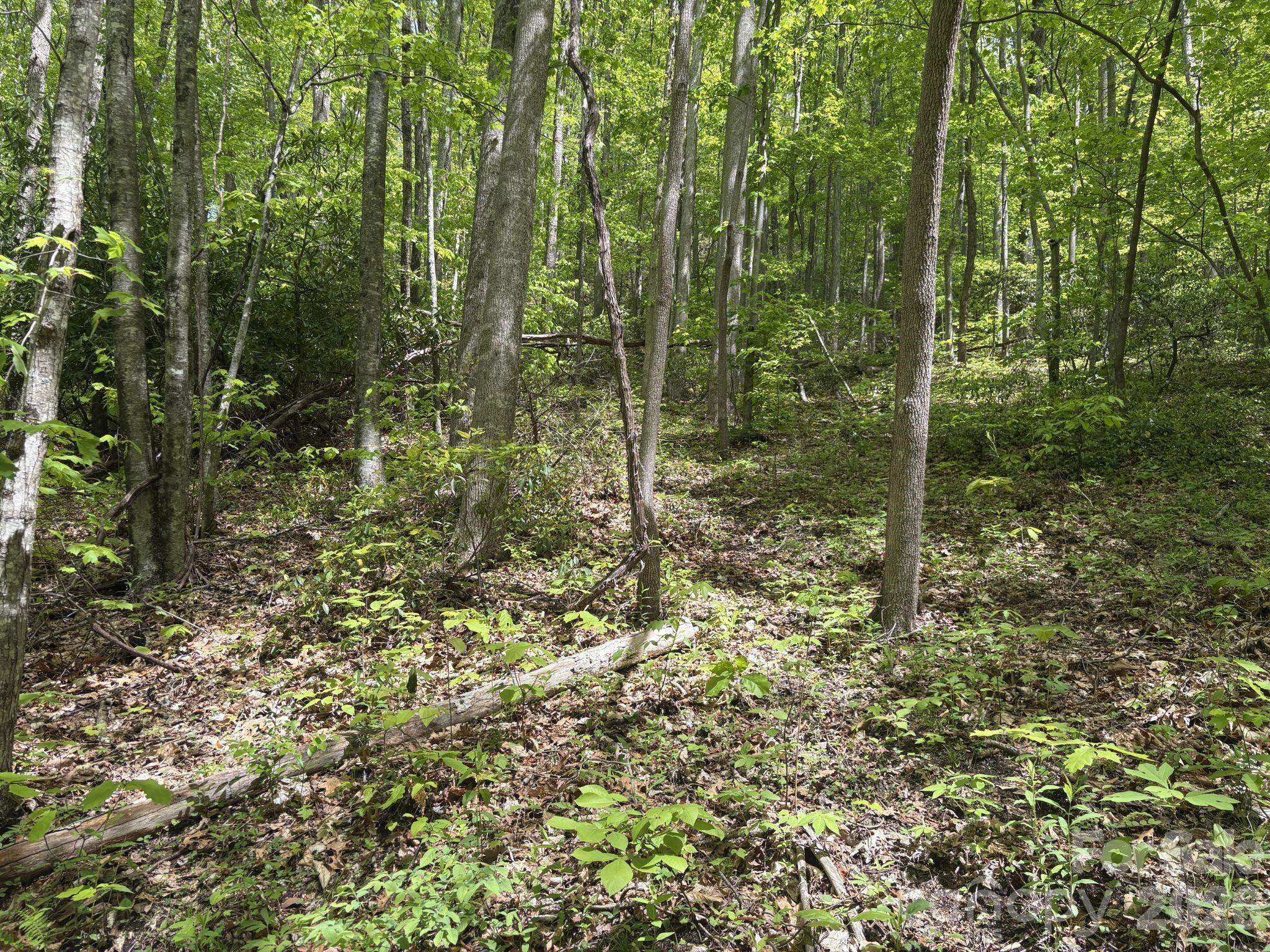 999999 Harwood Road, Unit 2 Barnardsville, NC 28709 - Photo 12 of 20 a view of a forest with a tree