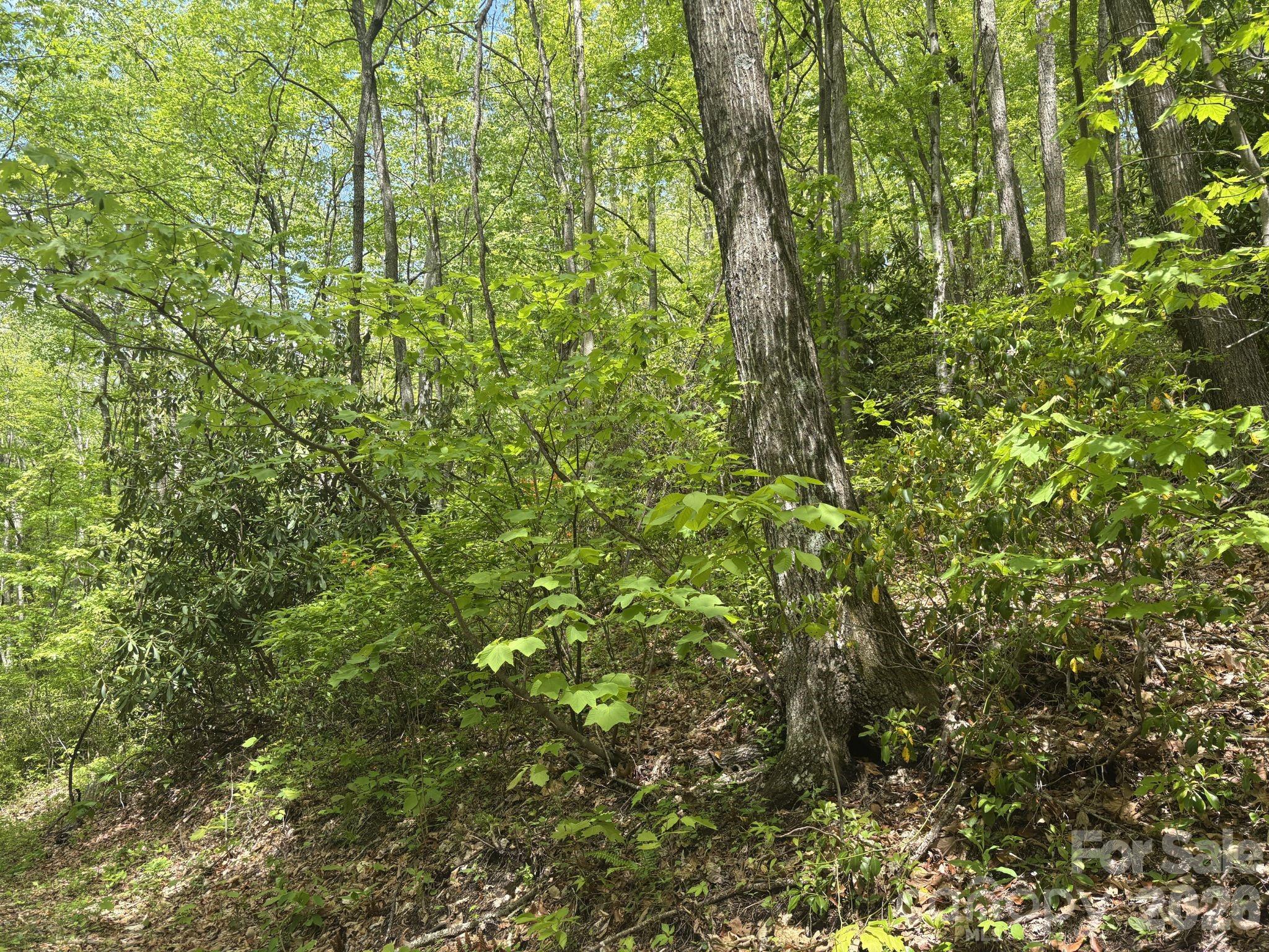 999999 Harwood Road, Unit 2 Barnardsville, NC 28709 - Photo 13 of 20 a view of a lush green forest