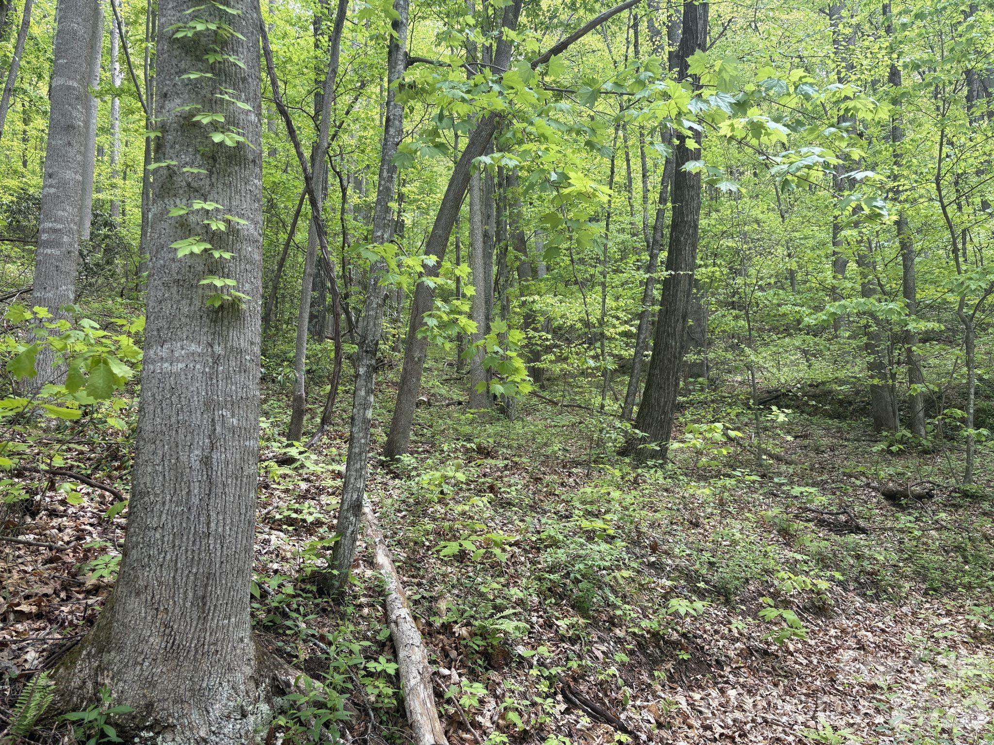 999999 Harwood Road, Unit 2 Barnardsville, NC 28709 - Photo 14 of 20 a view of a forest