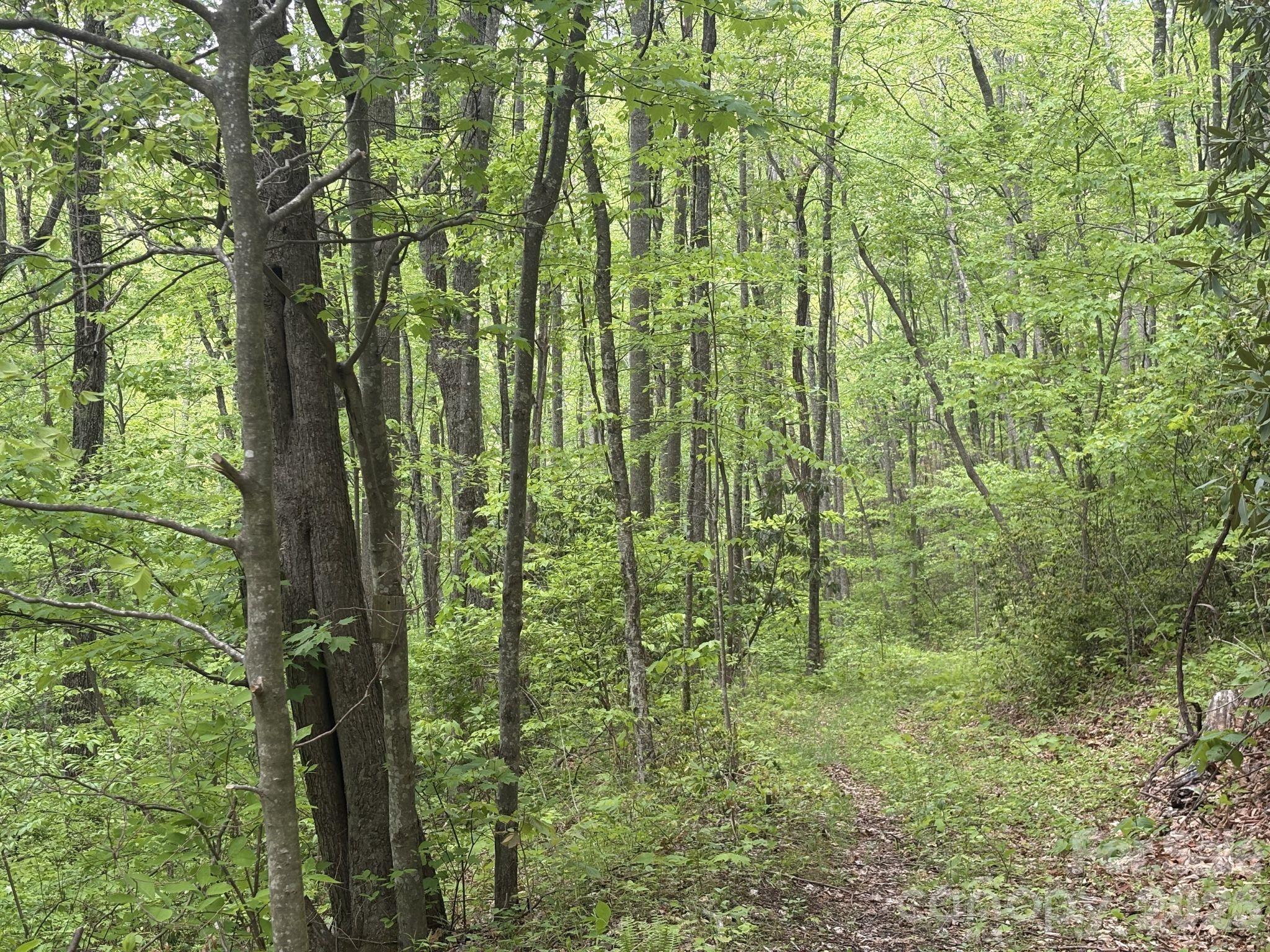 999999 Harwood Road, Unit 2 Barnardsville, NC 28709 - Photo 15 of 20