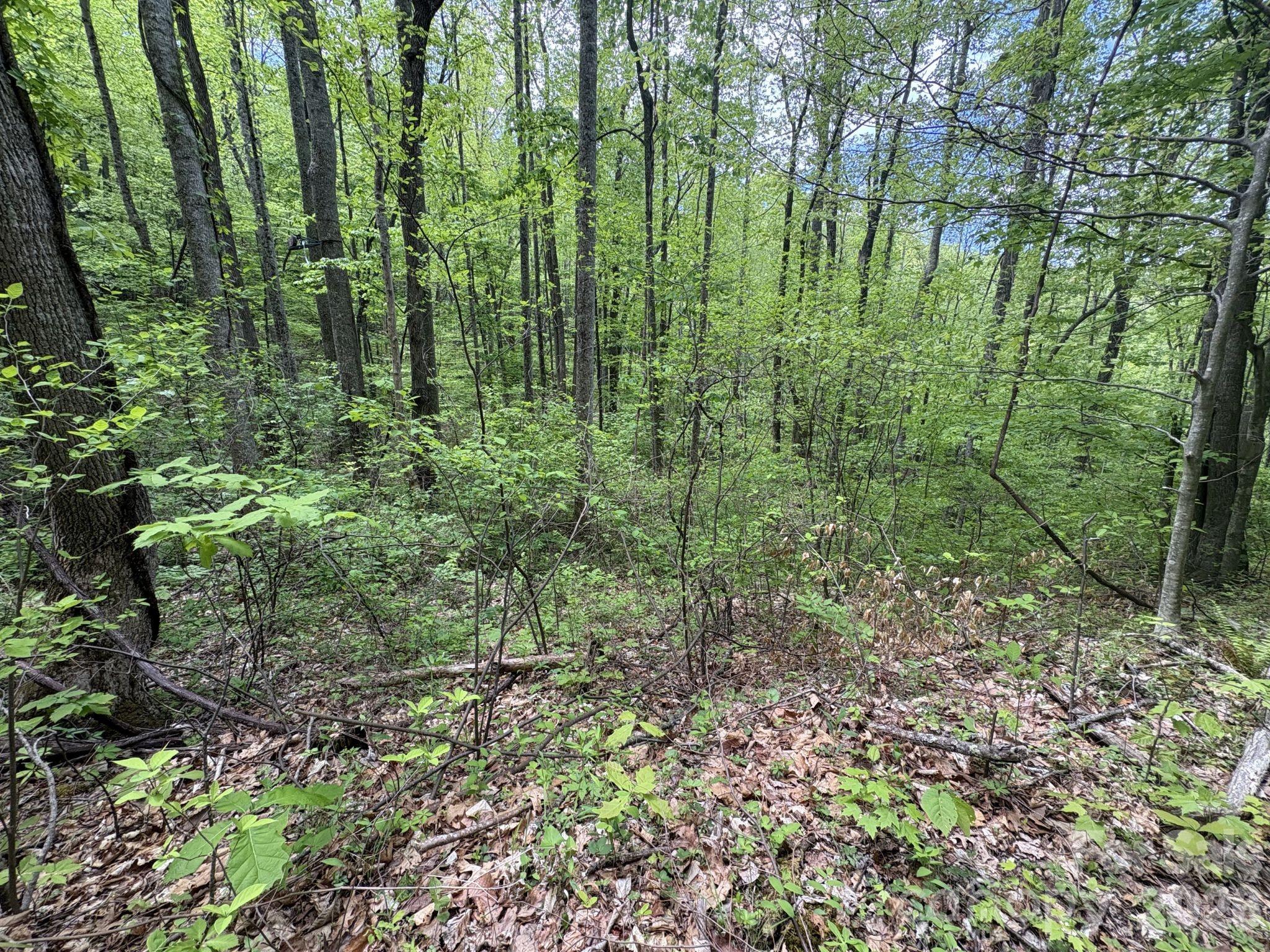999999 Harwood Road, Unit 2 Barnardsville, NC 28709 - Photo 16 of 20 a view of a garden