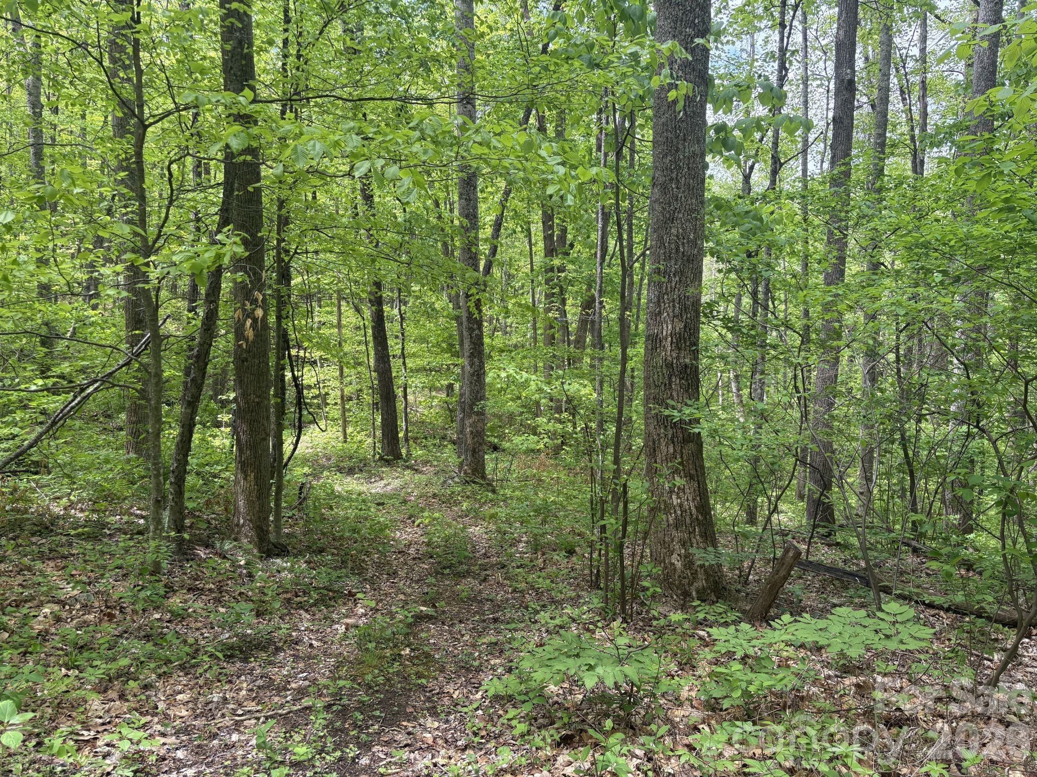 999999 Harwood Road, Unit 2 Barnardsville, NC 28709 - Photo 17 of 20 a view of outdoor space and green space