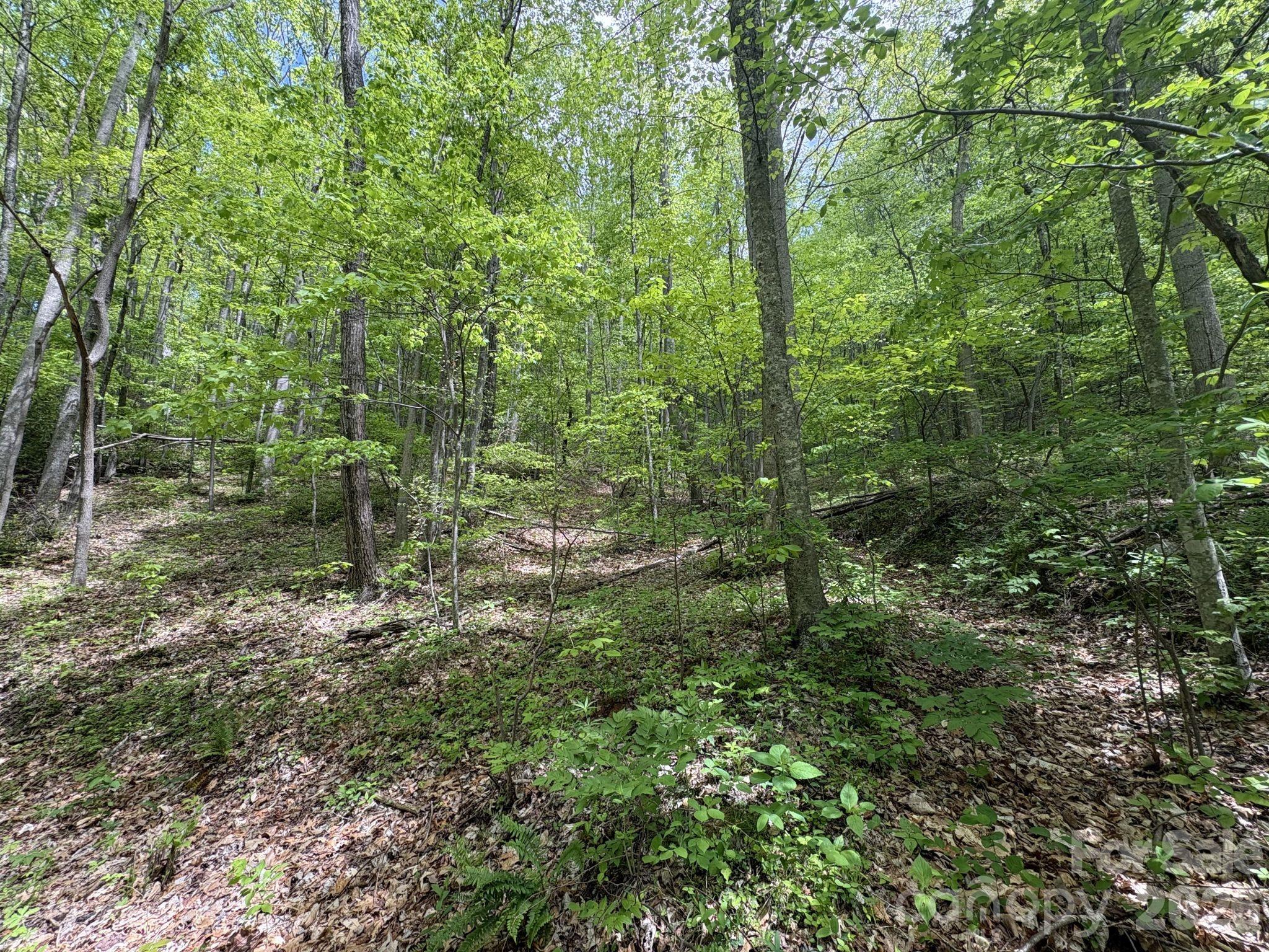 999999 Harwood Road, Unit 2 Barnardsville, NC 28709 - Photo 18 of 20 a view of a forest with trees