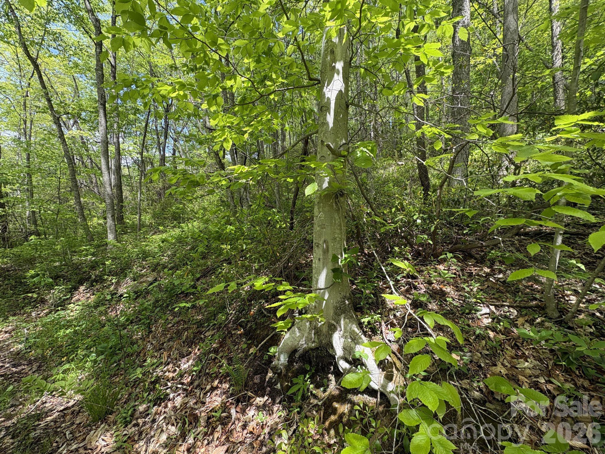999999 Harwood Road, Unit 2 Barnardsville, NC 28709 - Photo 20 of 20 a view of a tree